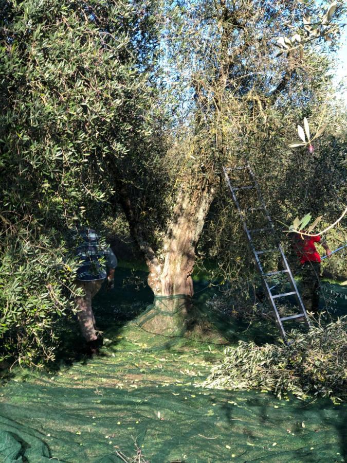 Il Borghetto Andrea Tafi Pensionat Lamporecchio Exteriör bild